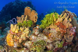 Colorfull Reef Cozumel by Alejandro Topete 